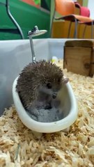 Cet hérisson au spa est trop mignon !