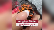 سلحفاة من نوع نادر بحجم عقلة الإصبع