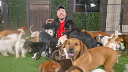“ I Saved 100 Dogs 🐕❤️ From Dying | MrBeast $100,000 Animal Rescue Challenge ”