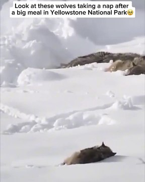 A pack of wolves digging a tunnel through deep snow is a breathtaking display of survival and teamwork3