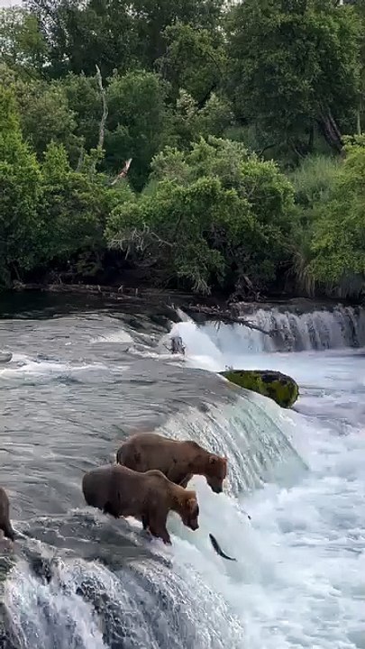 Amazing video ANDITS