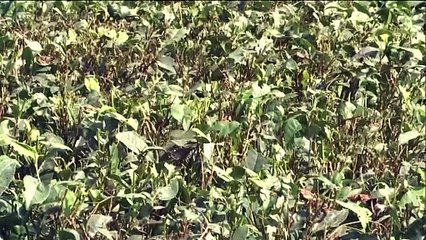 HN_ANI2_WB_SILIGURI_THE_NORTH_BENGAL_TEA_INDUSTRY_00-58-32