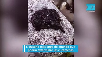 El gusano más largo del mundo que podría exterminar las cucarachas