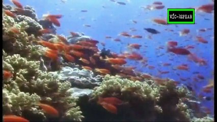 La Gran Falla: La separación del Continente - Documental (1989) - Español Latino - Episodio 3