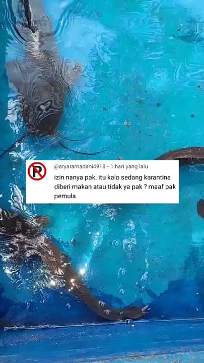 Induk lele kalau sedang dikarantina dan dipijahan diberi makan atau tidak❓