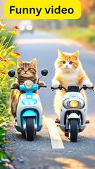 Funny video, comedy, funny cats