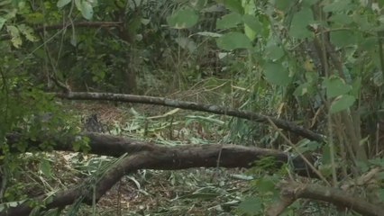 Encuentran restos de una osamenta en la vía Centenario