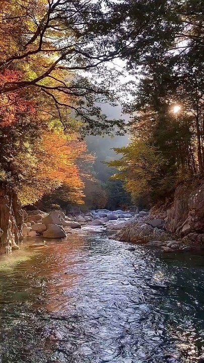 "Stunning Autumn Road: Golden Tree Tunnel - Beautiful Fall Foliage - Scenic Drive - Nature's Colorful Display - Relaxing Countryside Road"
