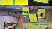 الحل الآمن للقضاء على الفئران والحشرات الضارة للأبد
