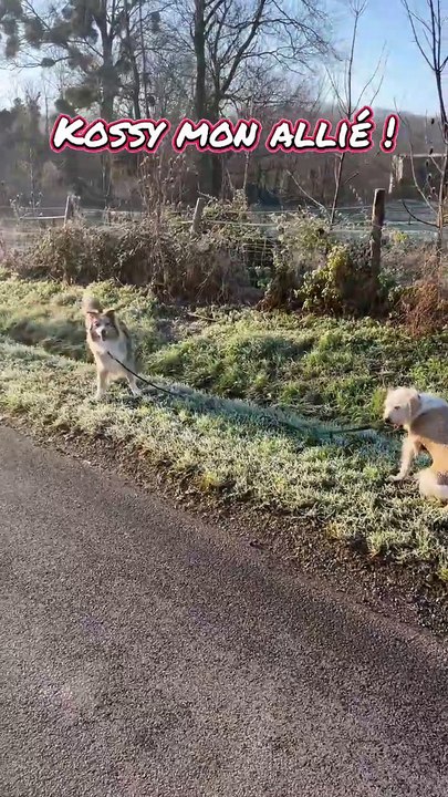 Utiliser les forces de ses chiens pour mieux gérer les promenades 🐾