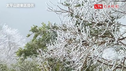 宜蘭太平山迎強冷氣團，零下1度奇景：霧淞、雲海與日出絢麗交織 ❄️