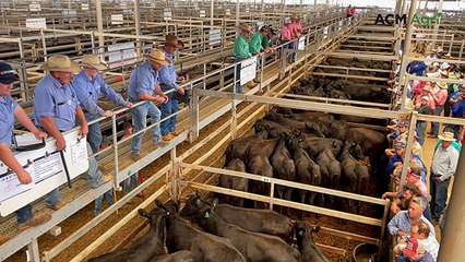 Three feature lines of PTIC heifers underpin Wodonga female sale to top $2840
