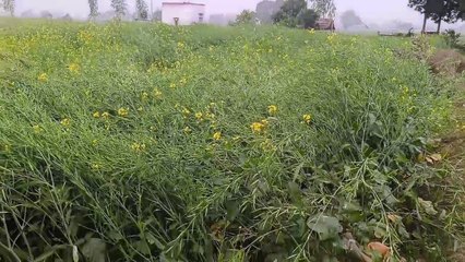 मावठ से किसानों के चेहरे खिले, शीतलहर से बड़ी ठिठुरन, लोगों का जनजीवन बेहाल, देर रात से हो रही बारिश