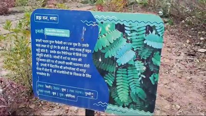अपडेट: गया में सभी नक्षत्रों के दुर्लभ पेड़ों और देवताओं की जानकारी देने वाला जंगल, उल्टी दशा चल रही हो तो यहां मिल जाएगी जानकारी, करने होगें ये उपाय