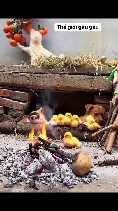 super cute ducklings