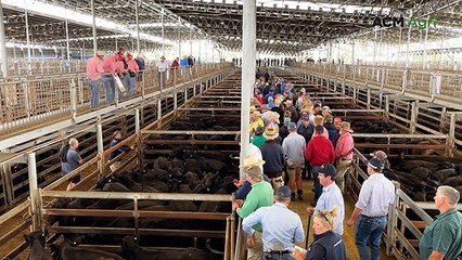 Mortlake's record 8000-head yarding draws stacked interstate buying gallery