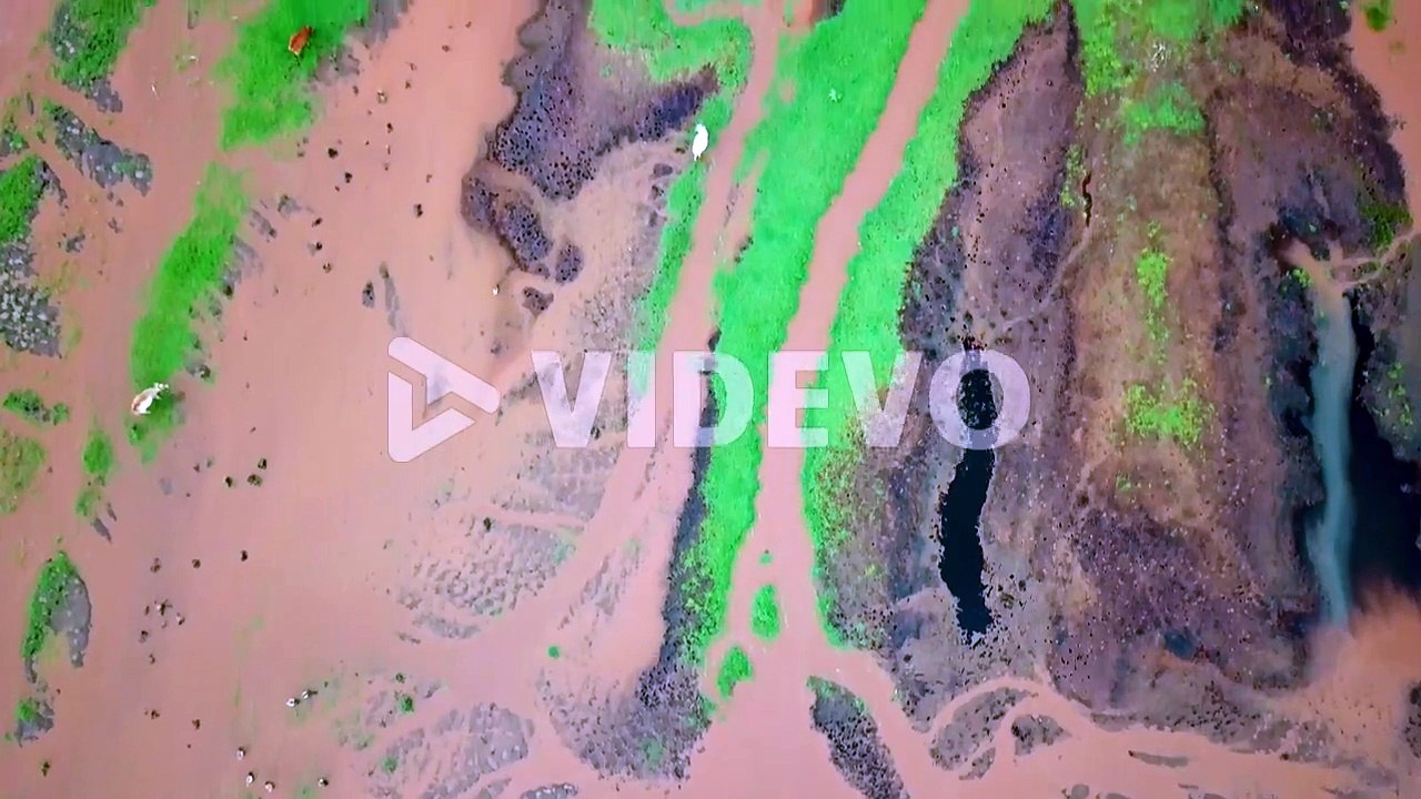 Top down View Of Cows At Lake Natron In Tanzania - aerial drone shot