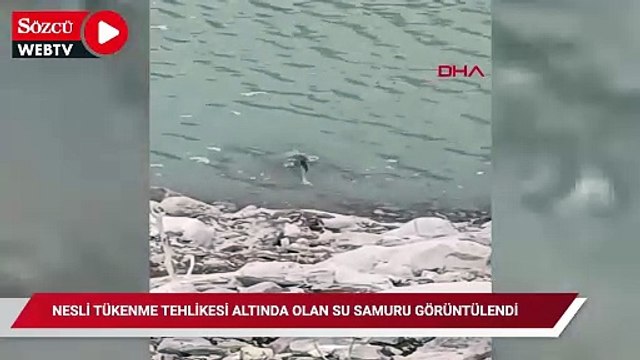 Nesli tükenme tehlikesi altında olan su samuru görüntülendi