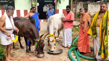 Young Little Calf on Cradle First Time and Named as Durga too