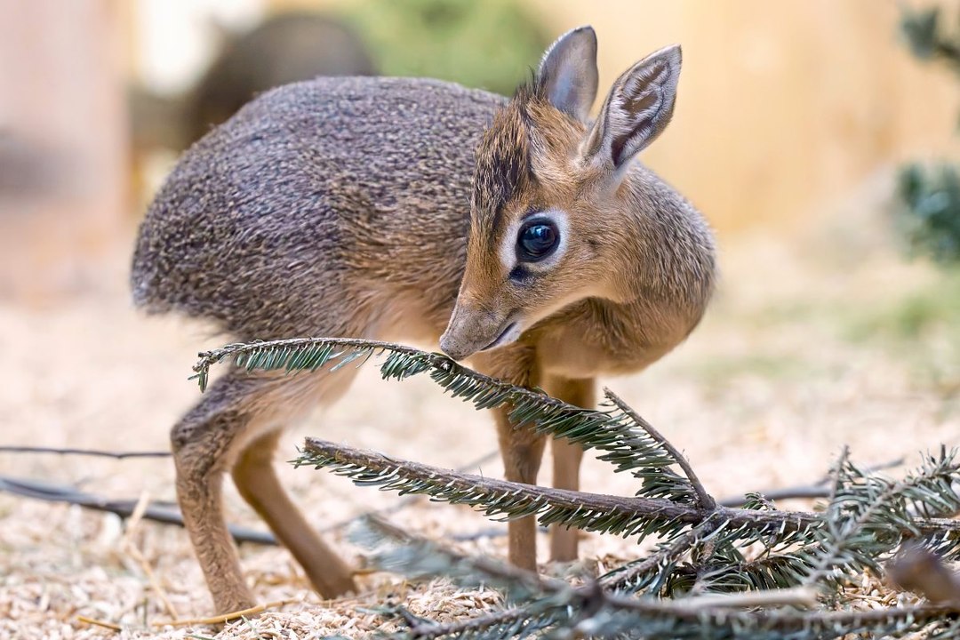 Erstmals Nachwuchs bei kleinen Antilopen in Schönbrunn