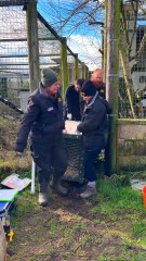 Big cats neglected by 'UK Tiger King' make Kent their home
