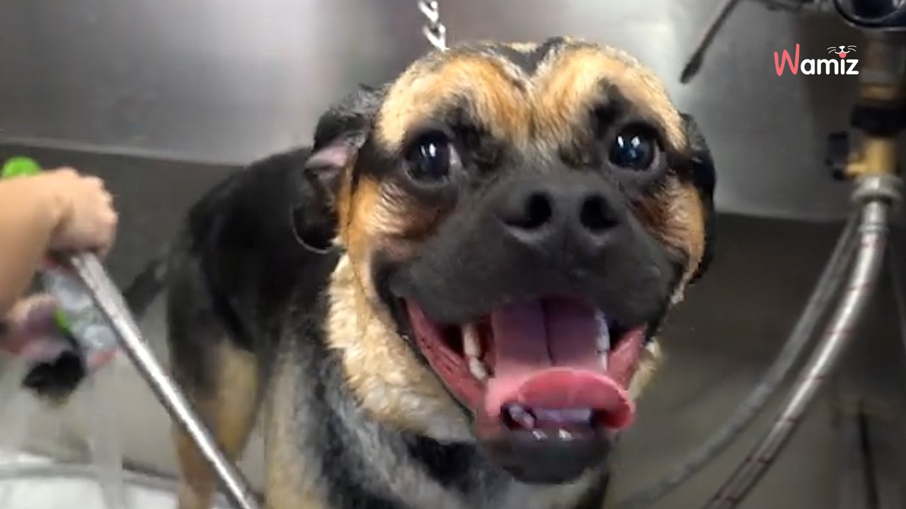 Croisé Berger Allemand et Carlin, ce chiot a fait craquer 27M de personnes (Vidéo)