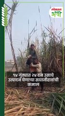 १६ फूट उंचीचा ऊस