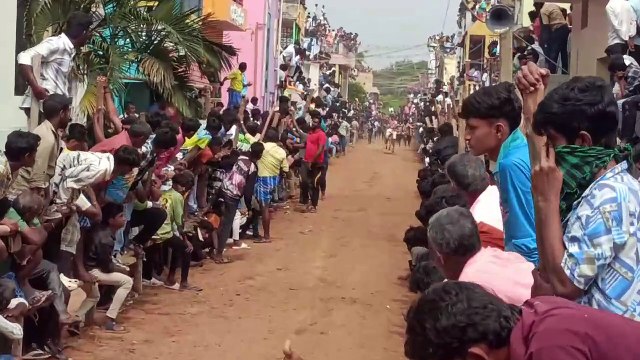மூஞ்சூர் பட்டு கிராமத்தில் காணும் பொங்கலை முன்னிட்டு காளைவிடும் திருவிழா நடைபெற்றது
