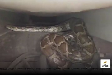 खड़े ट्रक में घुसा अजगर