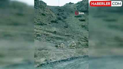 Kars'ta Nadir Görülen Vaşak Kameralara yansıdı
