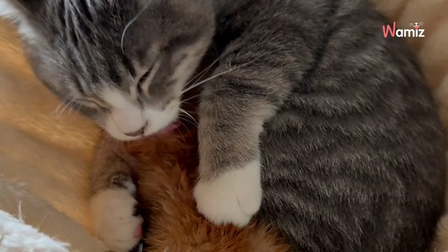 Un chat prend soin d'un chaton qui va mourir : sa tendresse bouleverse tous les spectateurs (vidéo)