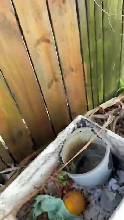 Deck Wash Cleaning Services | Icon Clean | Auckland Cleaners