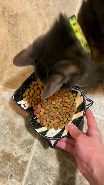 Ziggy got extra kibble and attention!