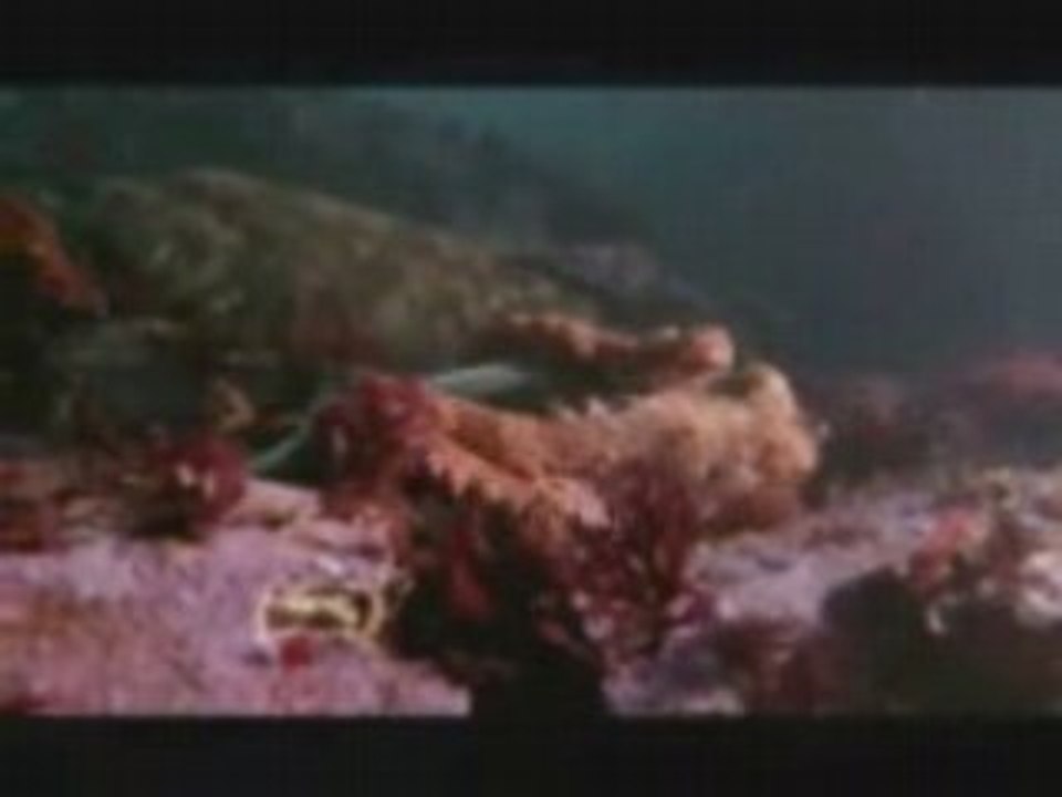 Octypuss-shark