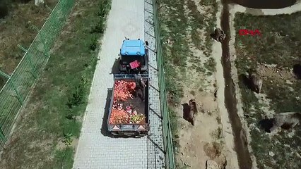 Bir ilçe diken üstünde: Barınaktan firar eden ayı her yerde aranıyor