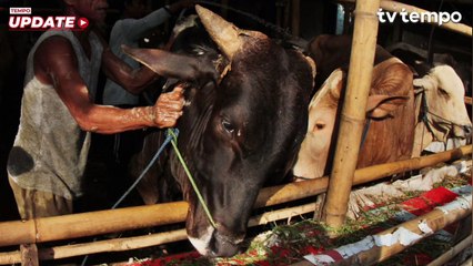 Wabah PMK Kembali Melonjak, Barantin Imbau Masyarakat Ikuti SOP: Perhatikan Kebersihan Kandang