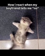 🌍🐾 Welcome to #CatsOfTheWorld, where feline friends rule the spotlight! I