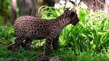 Animals of Asia 4K - Amazing Scenes of Asia Wildlife ｜ Scenic Relaxation Film