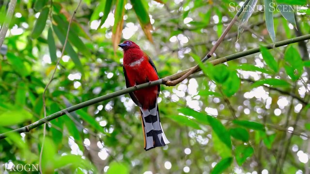 Birds of Amazon 4K - Birds That Call The Jungle Home ｜ Amazon Rainforest ｜ Scenic Relaxation Film