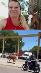 VIDEO: ¡Se escapó! "Valiente" es una vaca que saltó de un camión que iba al matadero