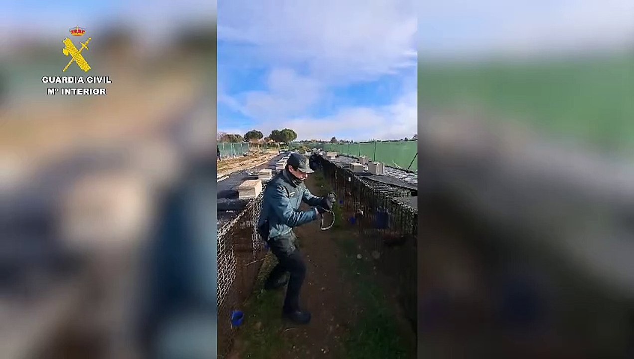 La Guardia Civil localiza un criadero ilegal de gallos de la raza combatiente español en Tudela de Duero