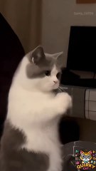 Cutest cat #cat #cats