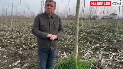 Kokarca İstilası Üreticiyi Zor Durumda Bıraktı