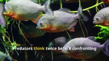 Fun Piranha Facts, The Truth About These Misunderstood Fish!