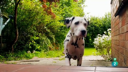 El maravilloso mundo de los cachorros episodio - cap 4