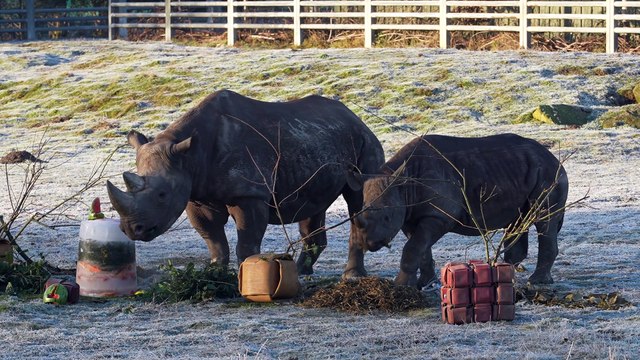 Yorkshire Wildlife Park is celebrating the first birthday of critically endangered black rhino Rocco, one of the rarest mammals on the planet