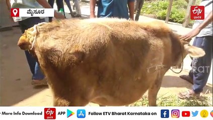 ಹರಕೆ ಗೂಳಿಯ ಬಾಲ ಕತ್ತರಿಸಿದ ಕಿಡಿಗೇಡಿಗಳು; ಪೊಲೀಸರಿಂದ ಪರಿಶೀಲನೆ