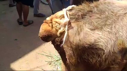 ಹರಕೆ ಗೂಳಿಯ ಮೇಲೆ ಕ್ರೌರ್ಯಕ್ಕೆ ಸುಮೊಟೊ ಪ್ರಕರಣವನ್ನು ದಾಖಲು ಮಾಡಿಕೊಂಡು ತನಿಖೆ : ಎಸ್ಪಿ ವಿಷ್ಣುವರ್ಧನ್ ಸ್ಪಷ್ಟನೆ .