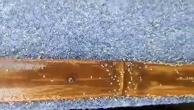 CONTOH PEMIJAHAN LELE GAGAL,HASIL TELUR BONOR