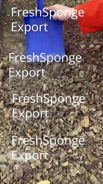 Spongilla Powder